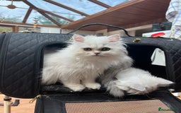 Persian cats for sale: 3 beautiful silver chinchilla Persian! - Image 4