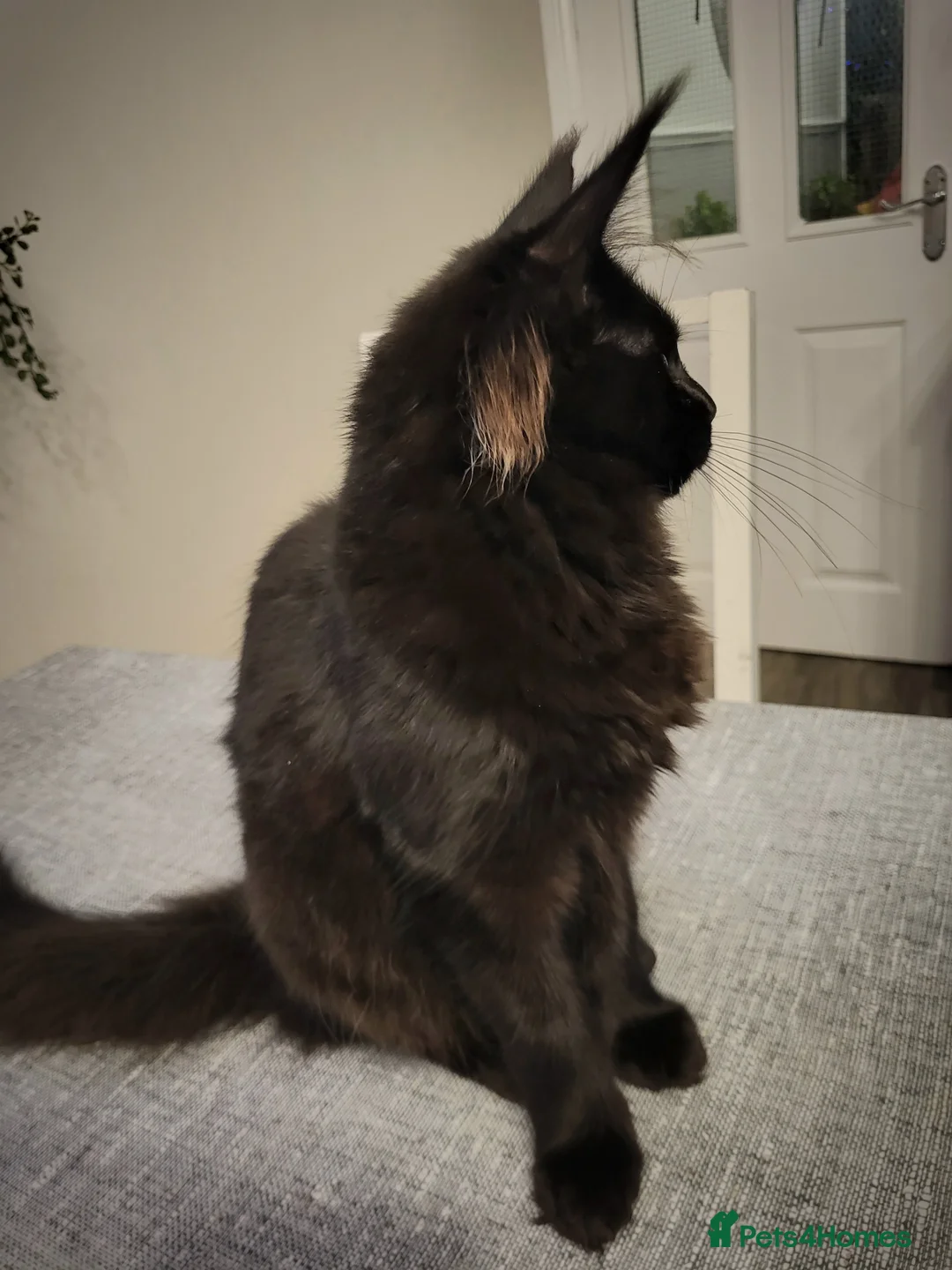 Maine Coon cats for sale: Beautiful Maine coon ready for her forever 🏡  - Advert 4