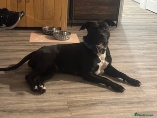 Mixed Breed dogs 3 year old Staffordshire terrier cross boxer - Advert 16