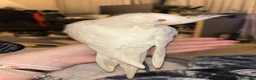 Cockatiels birds for sale: Albino Cockatiel Female in Fareham - Advert 4