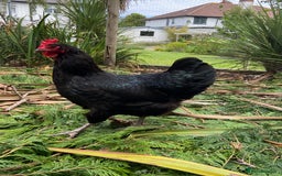 Chickens poultry for sale: Light Sussex and Black Copper Maran - Image 4