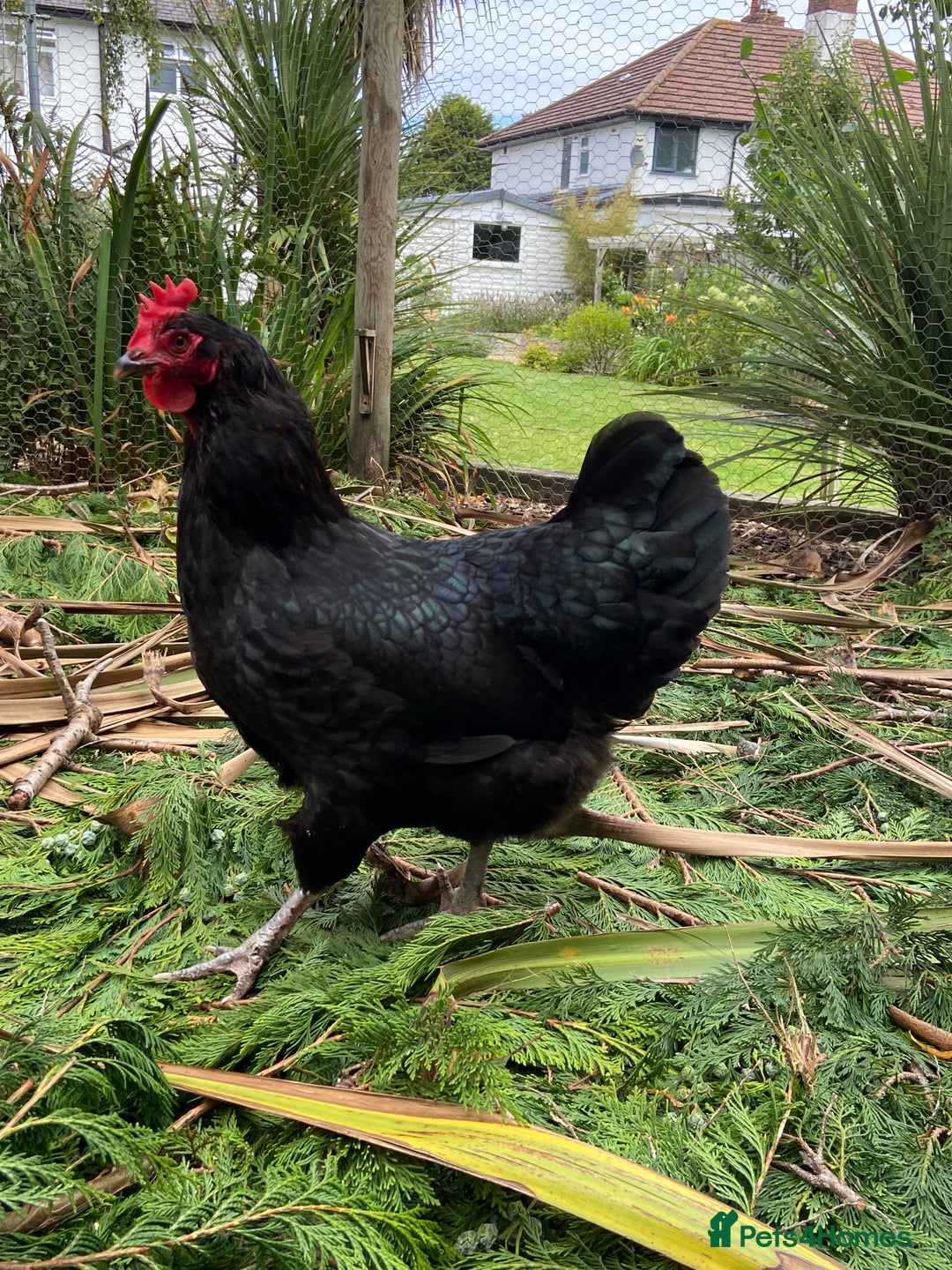 Chickens poultry for sale: Light Sussex and Black Copper Maran - Image 4