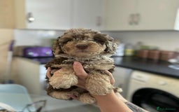 Sheepadoodle dogs for sale: F1b mini sheepadoodles - Image 38