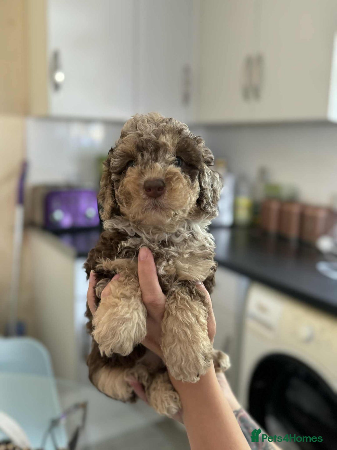 Sheepadoodle dogs for sale: F1b mini sheepadoodles - Image 38
