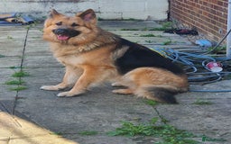 German Shepherd dogs for stud: German shepherd for stud only - Image 3
