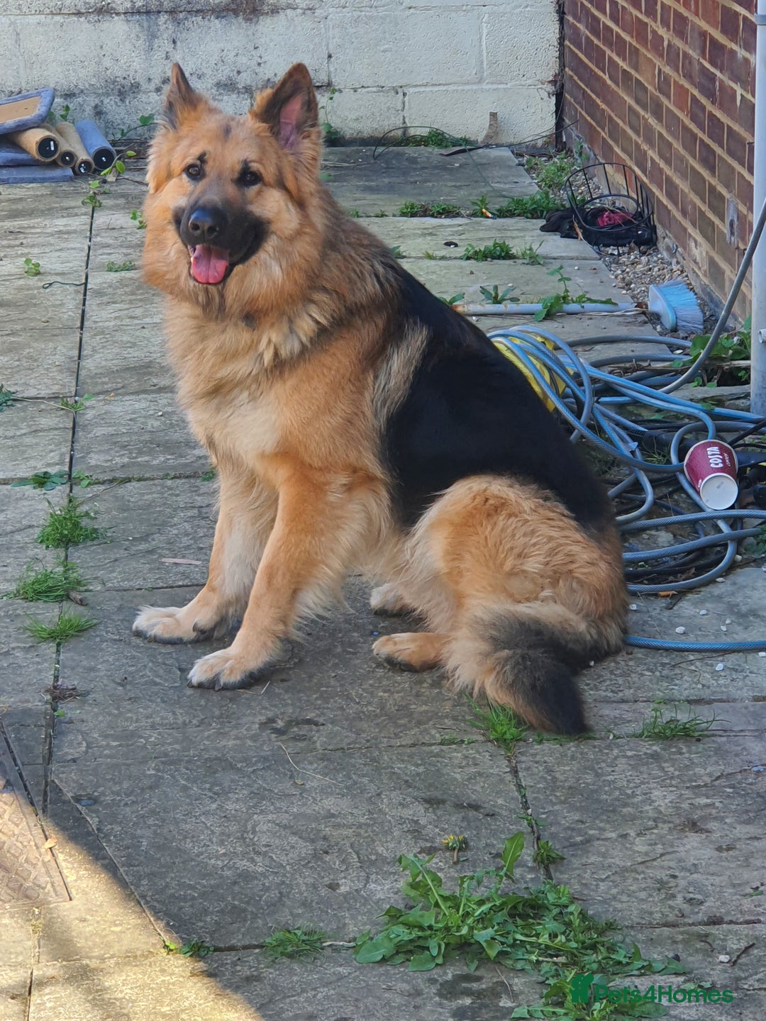 German Shepherd dogs for stud: German shepherd for stud only - Image 3