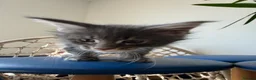Maine Coon cats for sale: Long faced Maine Coon Kittens - Advert 27