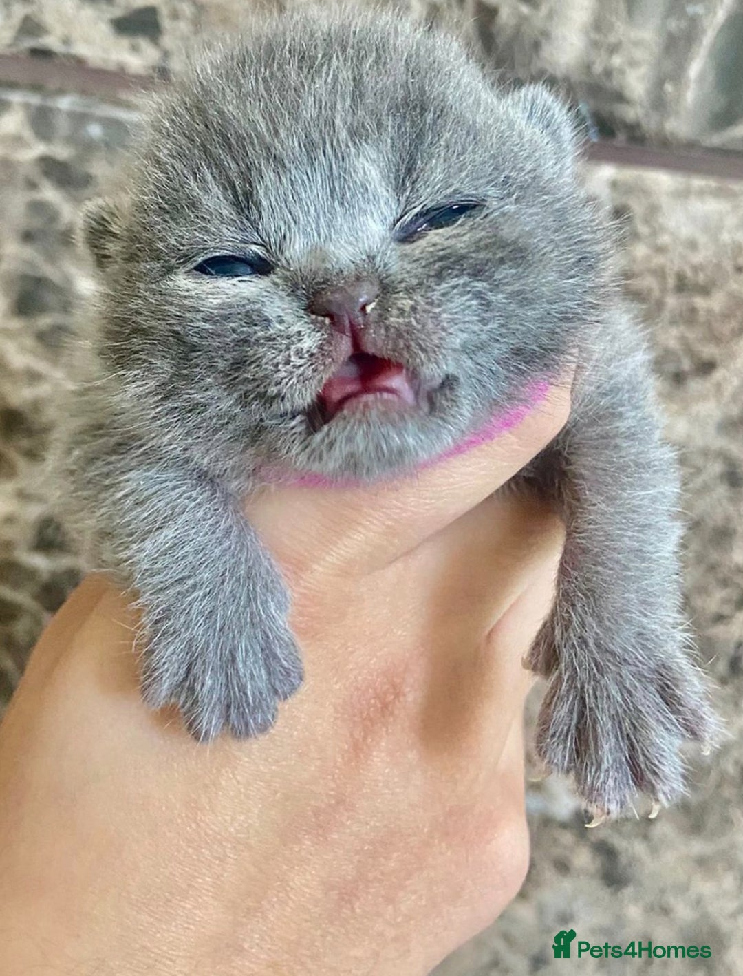 British Shorthair cats for sale: BRITISH SHORTHAIR KITTENS!!! 🐾🐾😻😻 - Advert 2