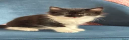 Mixed Breed cats for sale: * 7 BEAUTIFUL KITTENS * 4 FEMALE AND 3 MALE * - Advert 14