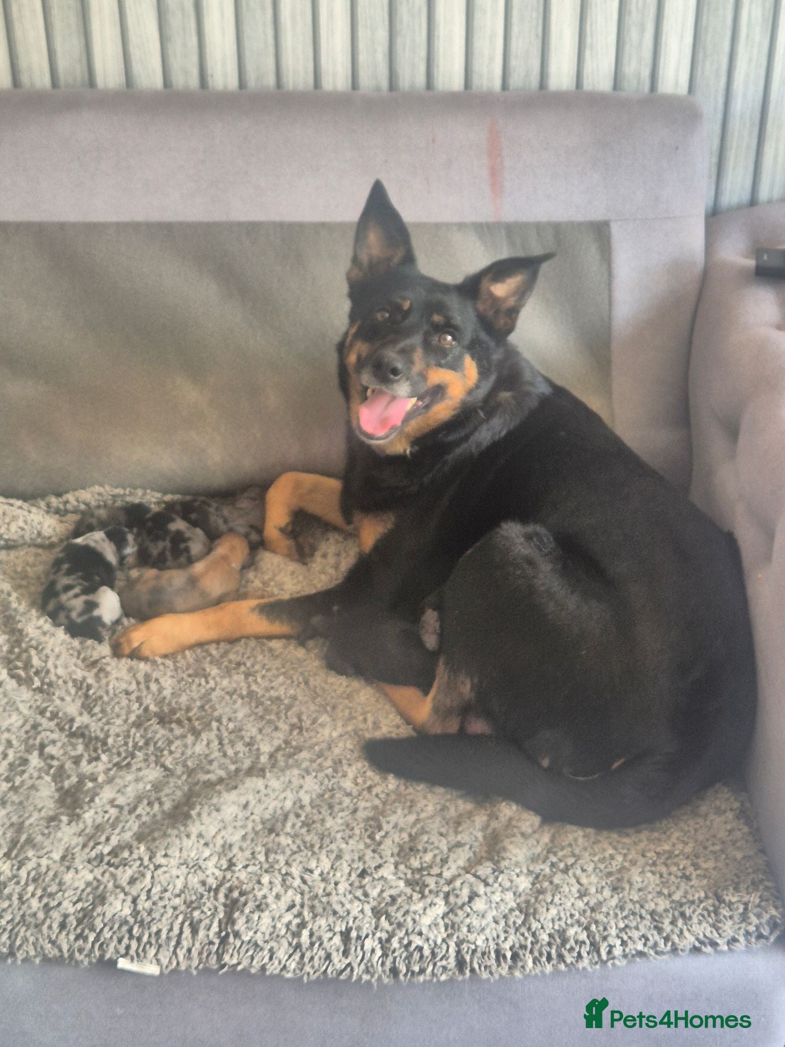 Mixed Breed dogs Kelpie x Collie Puppies - Advert 15