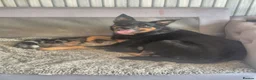 Mixed Breed dogs for sale: Kelpie x Collie Puppies - Advert 1