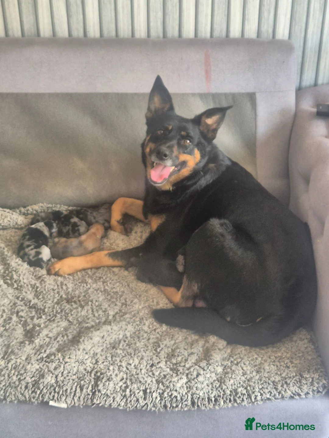 Mixed Breed dogs for sale: Kelpie x Collie Puppies - Advert 1