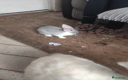 Flemish rabbits for sale: Pure flemish  - Image 5
