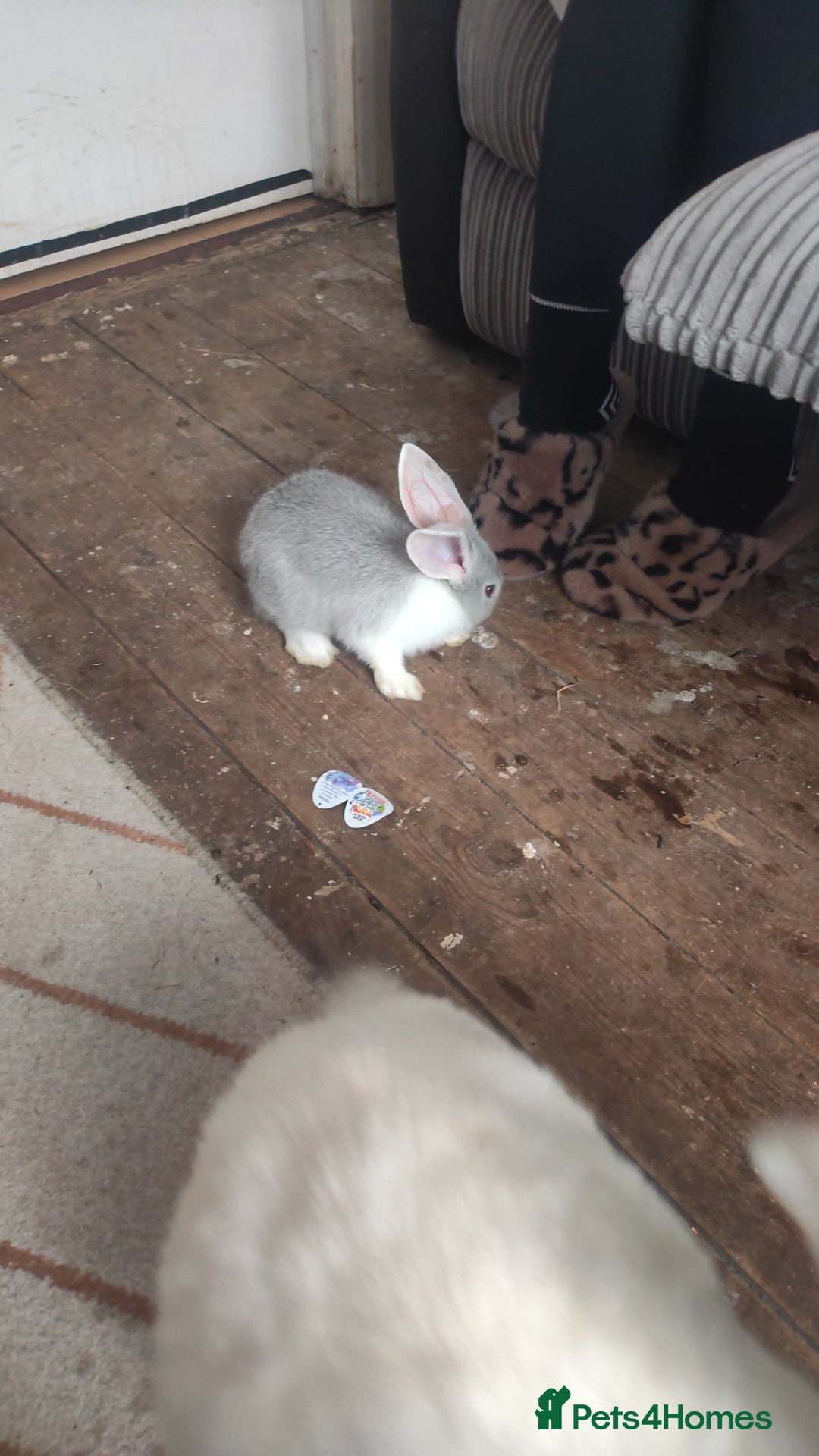 Flemish rabbits for sale: Pure flemish  - Image 5