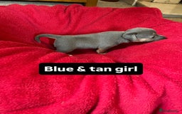 Jack Russell dogs for sale: Rare coloured miniature Jack Russel puppies  - Image 3