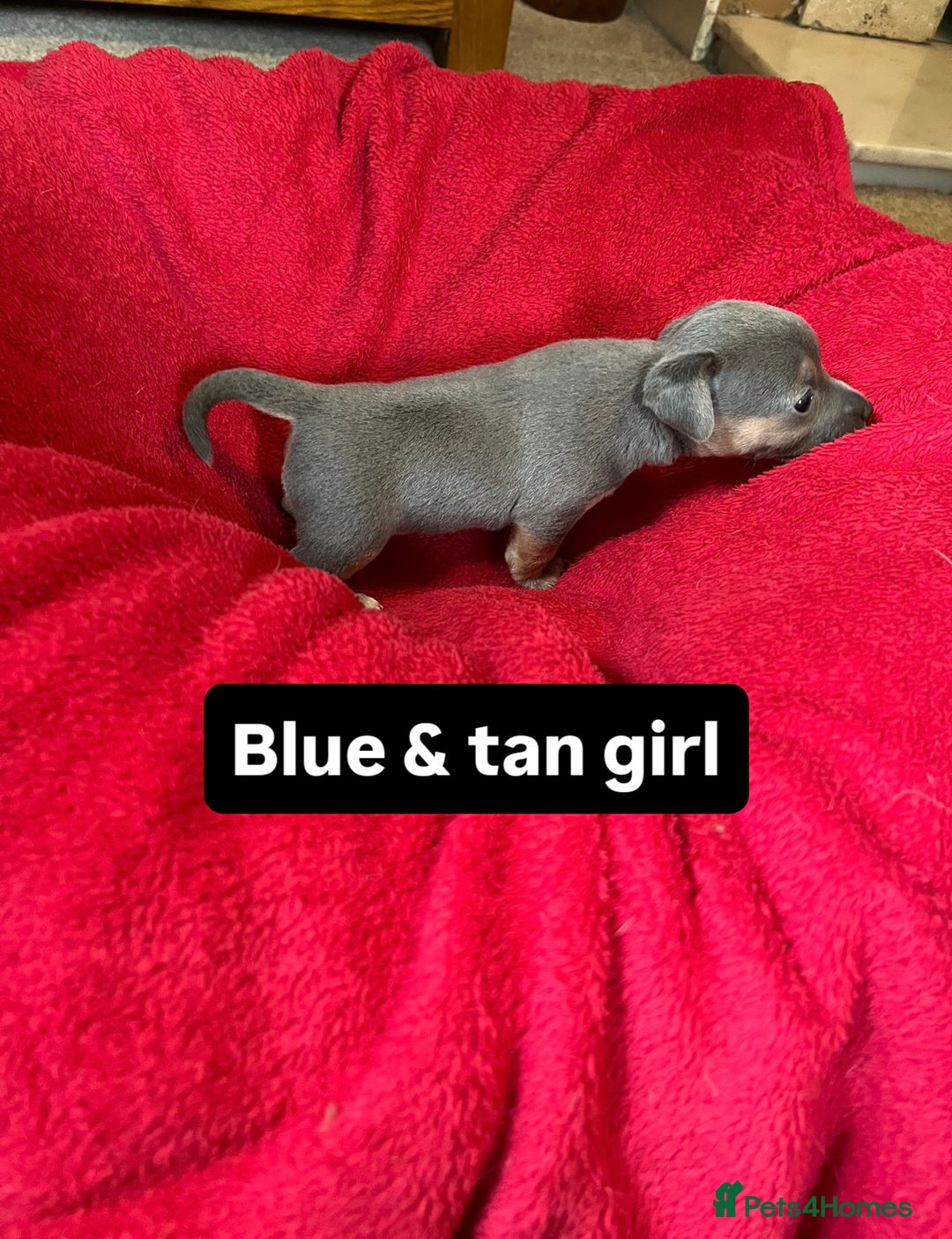 Jack Russell dogs for sale: Rare coloured miniature Jack Russel puppies  - Image 3