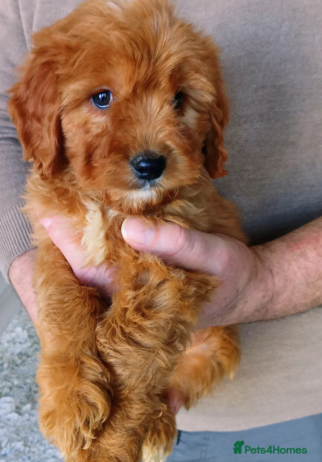 Cockapoo dogs for sale: Cockapoo F1 . Gorgeous 🥰 litter!!!!  - Advert 14