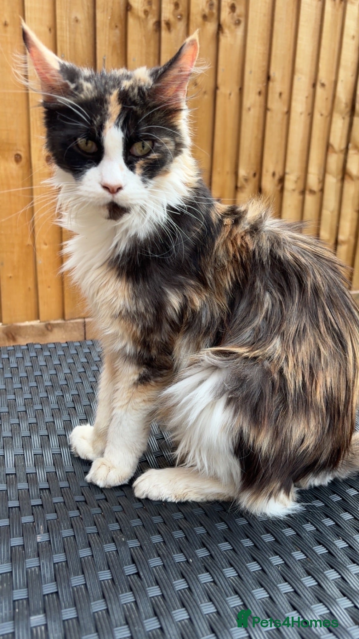 Mixed Breed cats KittensLooking for Loving Families Half maine coon - Advert 2