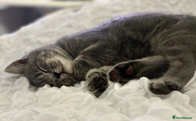 British Shorthair cats - Advert 4
