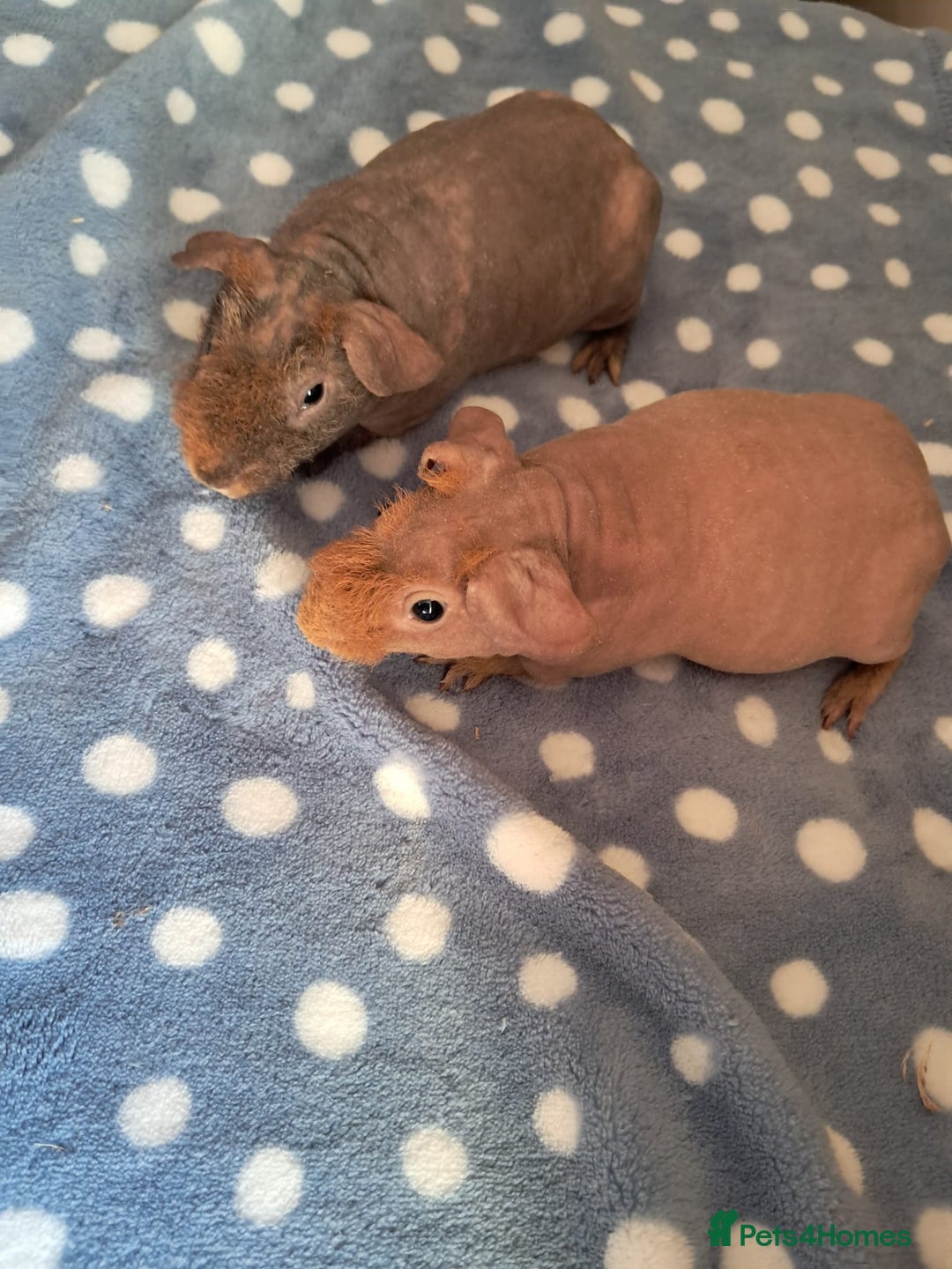 Guinea Pig rodents for sale: BEAUTIFUL SELECTION OF SKINNY PIGS - Advert 2