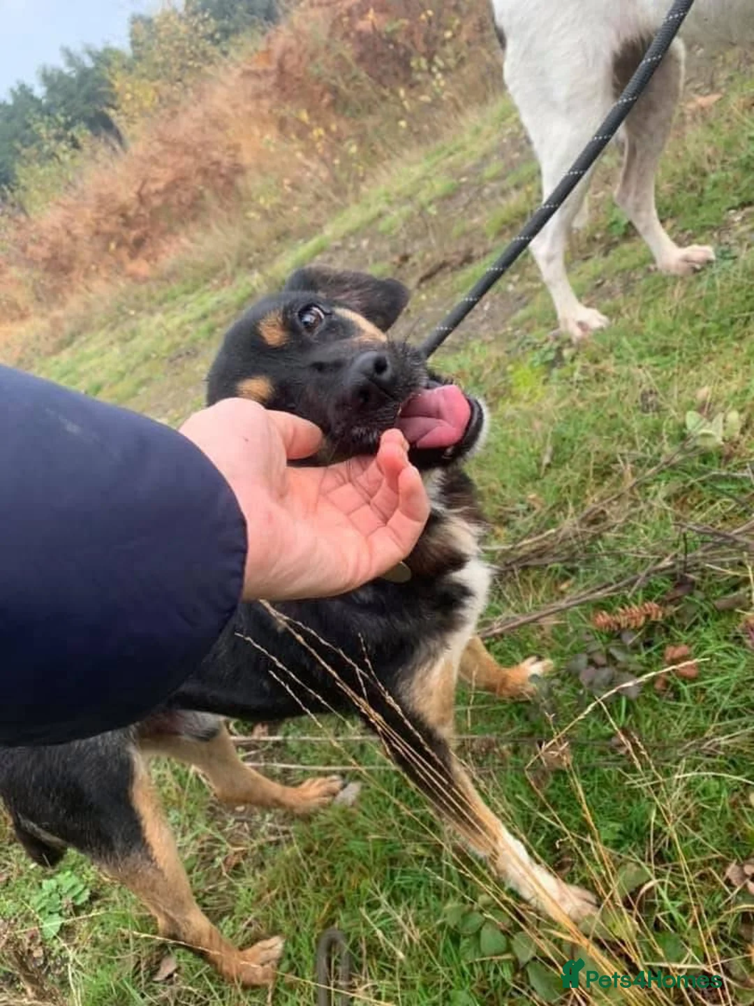 Mixed Breed dogs for adoption: Paddy - Norwich Norfolk  - Advert 7