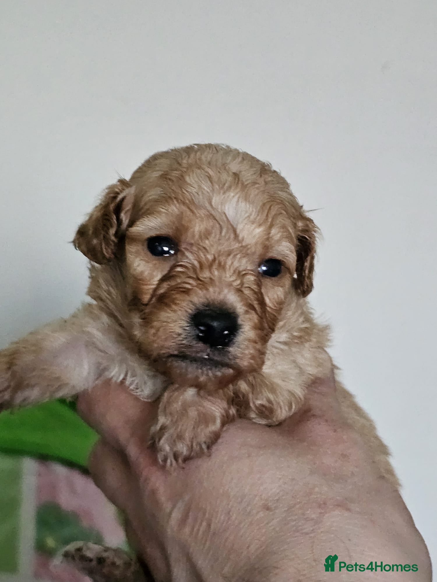 Maltipoo dogs Georgous Maltipoo puppies  - Advert 4