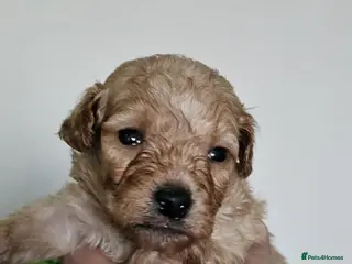 Maltipoo dogs Georgous Maltipoo puppies - Advert 4