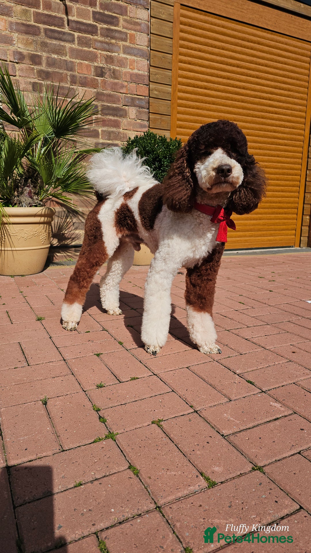 Poodle dogs for stud: FULLY HEALTH TESTED MOYEN POODLE STUD! in Kettering - Image 6