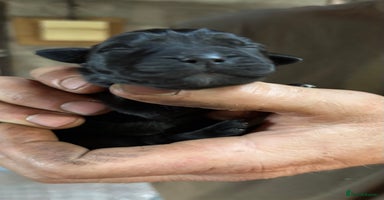 Labrador Retriever dogs - Advert 2