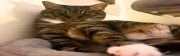 Mixed Breed cats for adoption: Sister Sooks - Advert 1