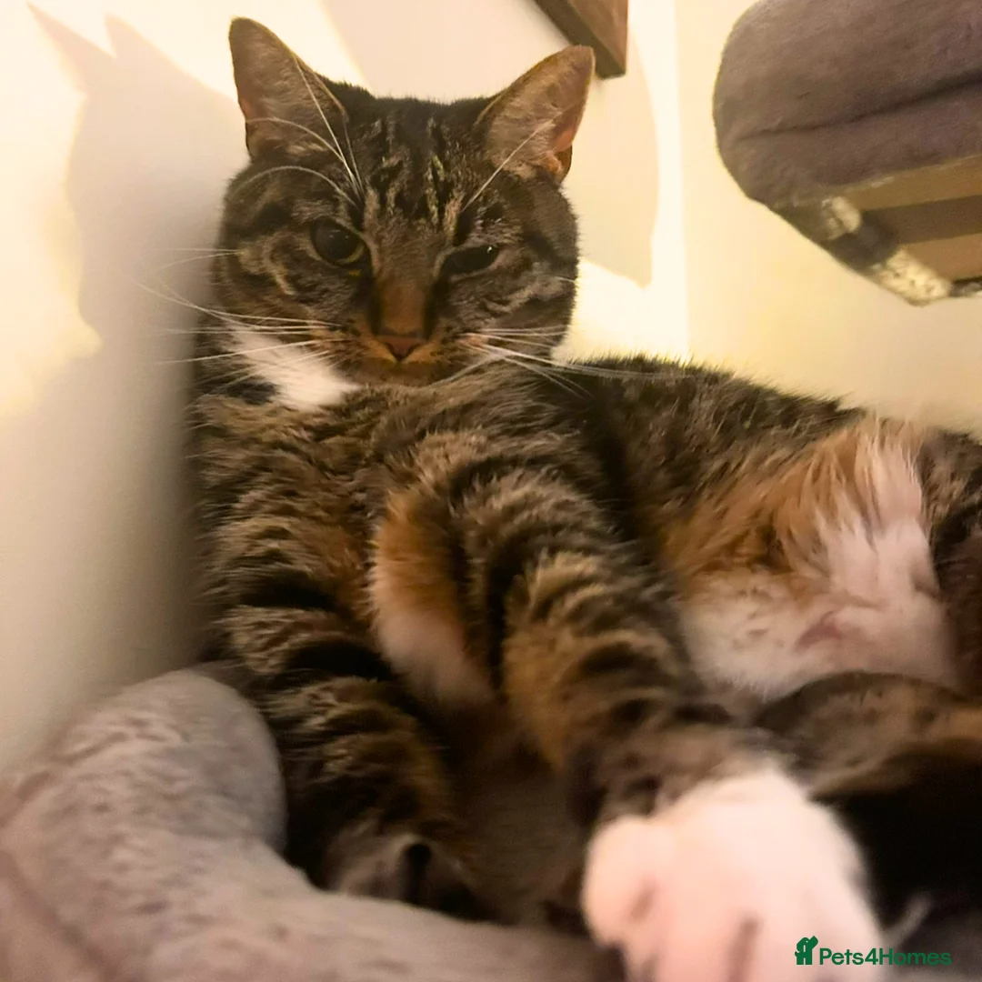 Mixed Breed cats for adoption: Sister Sooks - Advert 1