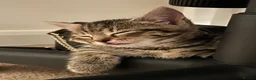 Mixed Breed cats for sale: Cats for sale🐈‍⬛🐈 - Advert 10