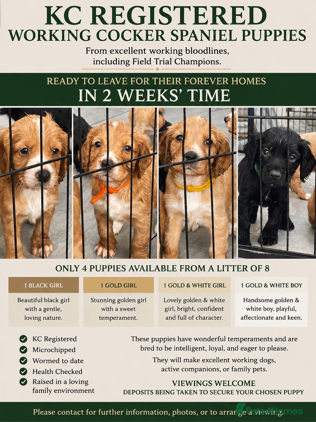 Cocker Spaniel dogs KC registered working cocker spaniels  - Advert 18