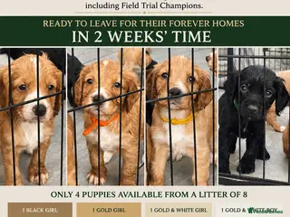 Cocker Spaniel dogs KC registered working cocker spaniels - Advert 16