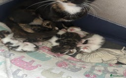 Domestic Shorthair cats for sale: Kittens - Image 7