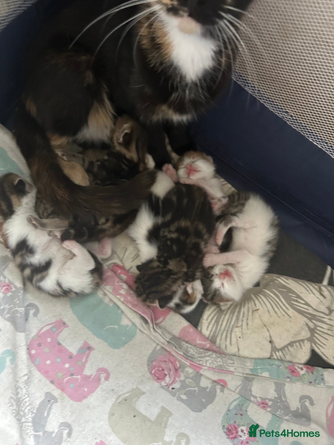Domestic Shorthair cats for sale: Kittens - Image 7