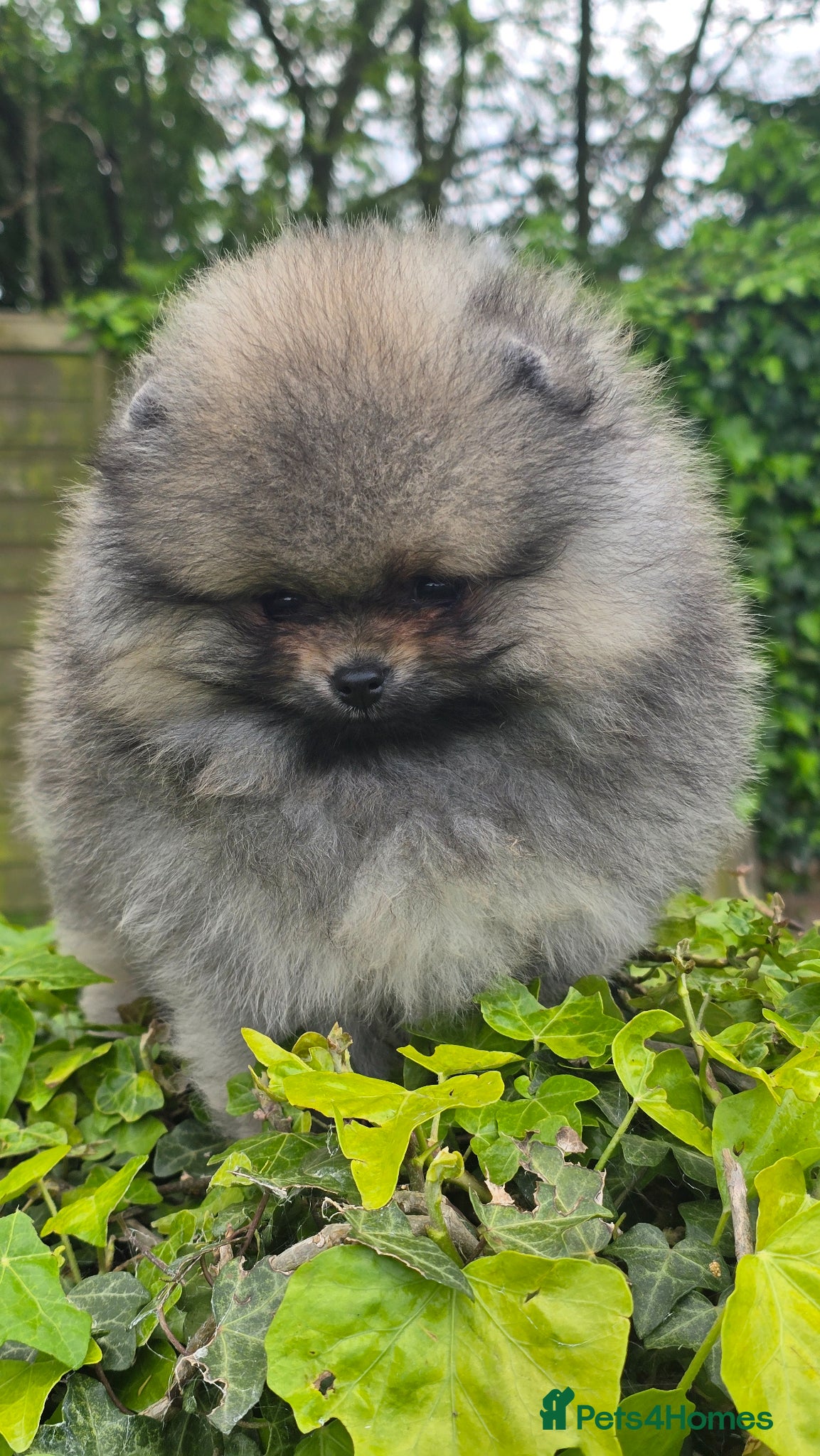 Pomeranian dogs *Beautiful pedegree pomeranian pups* - Advert 4