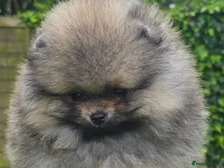 Pomeranian dogs *Beautiful pedegree pomeranian pups* - Advert 4