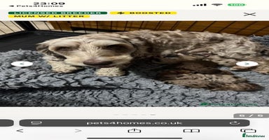 Cockapoo dogs DNA TESTED, Last Merle Boy, READY NOW - Advert 4