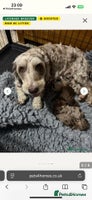 Cockapoo dogs DNA TESTED, Last Merle Boy, READY NOW - Advert 4