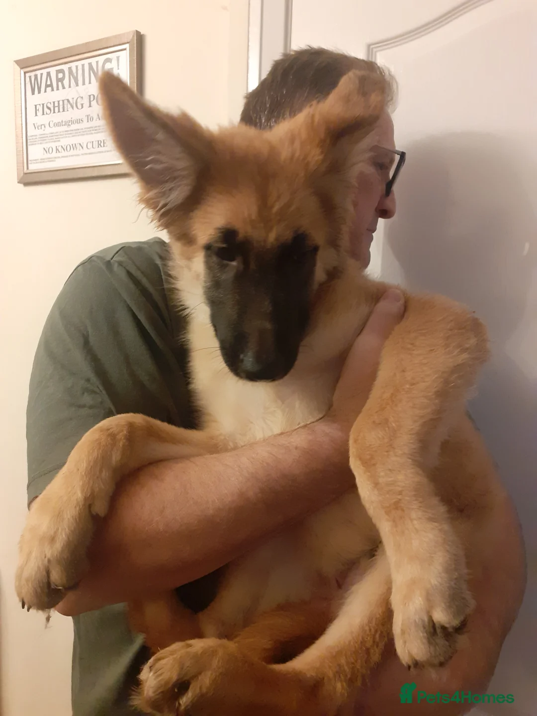 German Shepherd dogs for sale: German shepherd pup - Advert 3