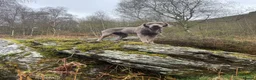 Mixed Breed dogs for sale: Labrador x lurcher (lurcherdor) - Advert 3