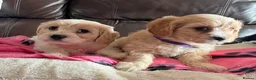 Cavachon dogs for sale: Cavachon puppies  - Advert 5