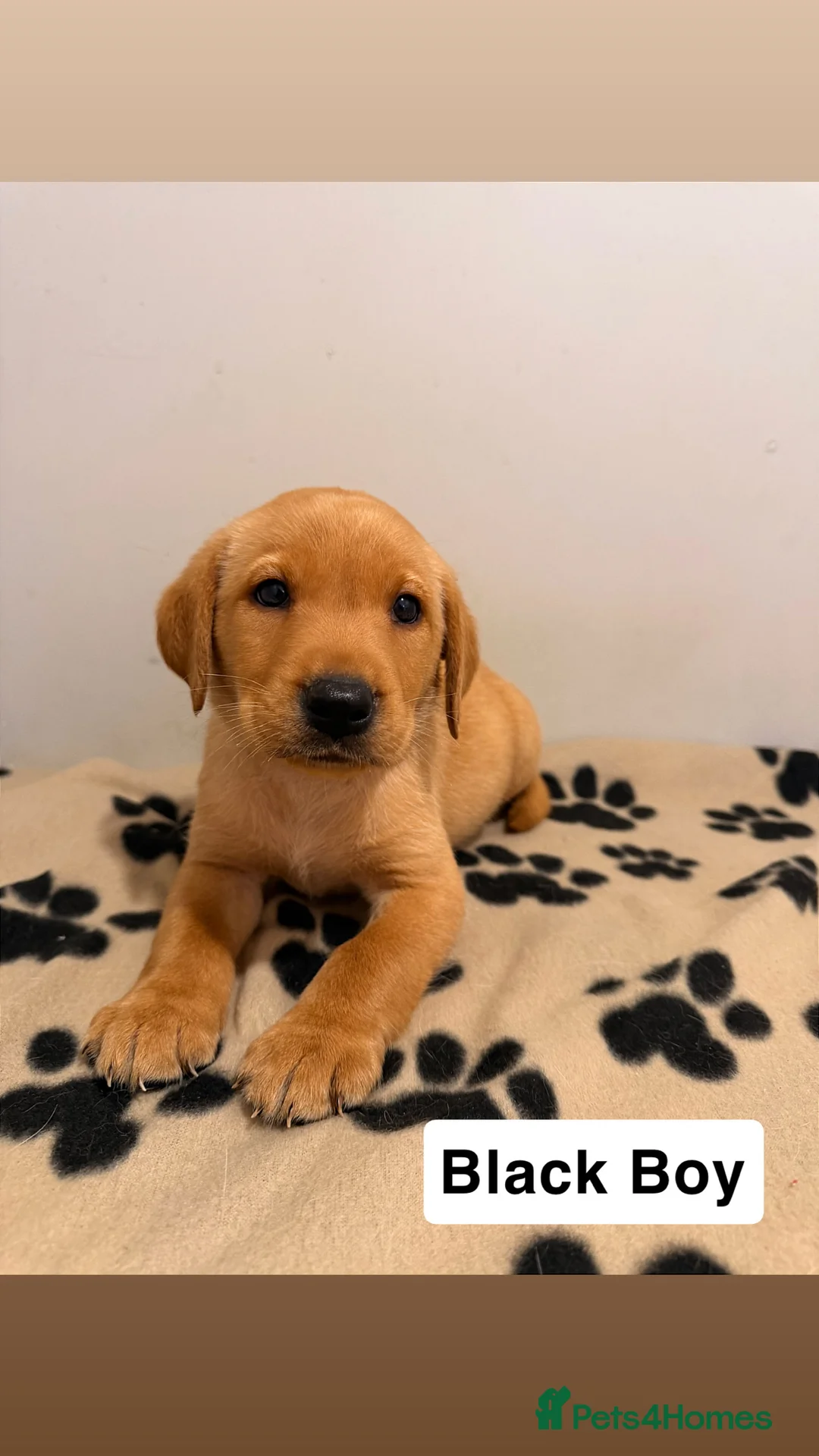 Labrador Retriever dogs for sale: 🐾Exceptional KC Registered Labrador Puppies🐾 - Advert 16
