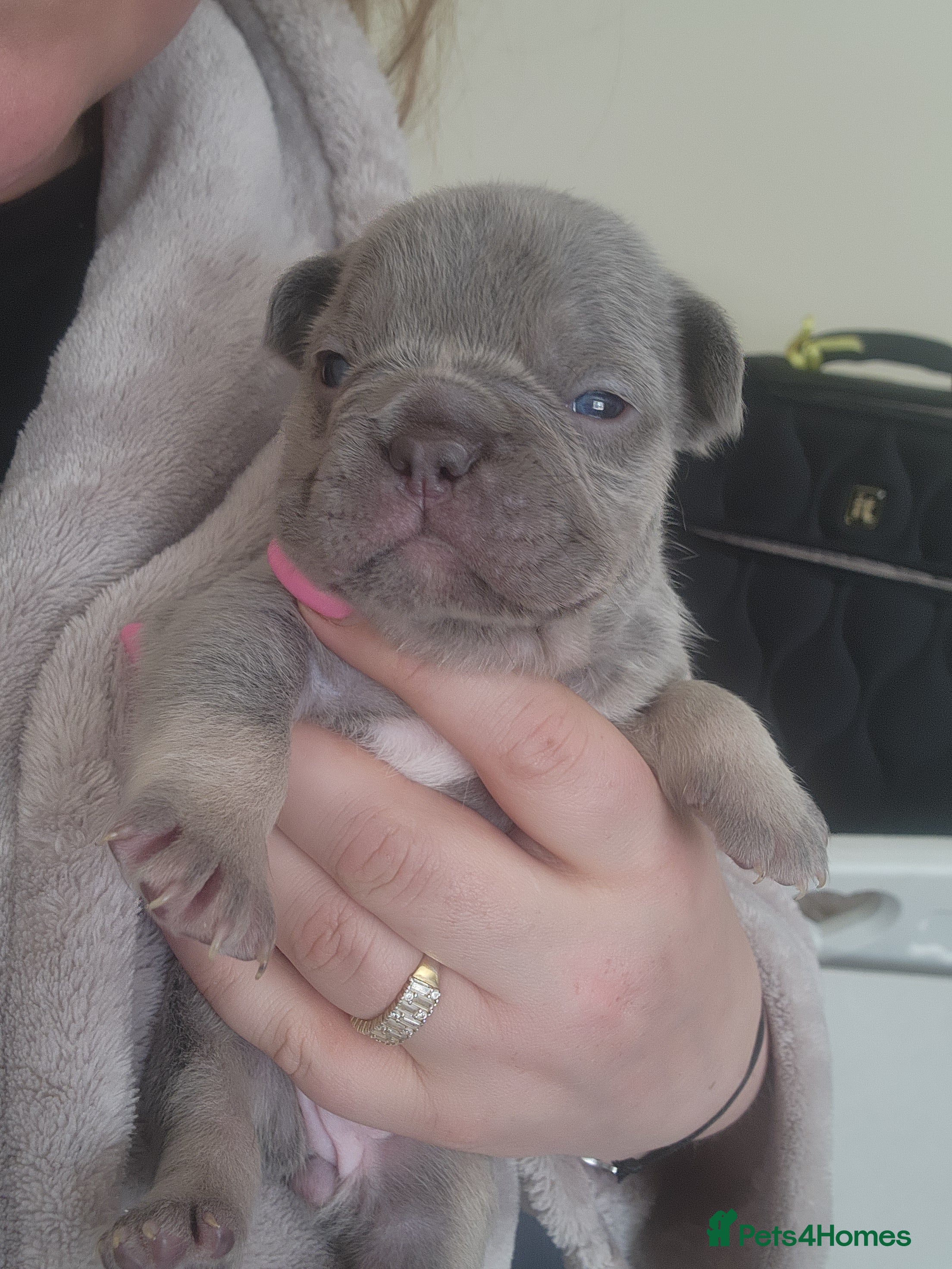French Bulldog dogs for sale: French Bulldog puppies - Advert 14
