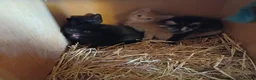 Domestic Shorthair cats for sale: Beautiful Kittens for sale - Advert 3