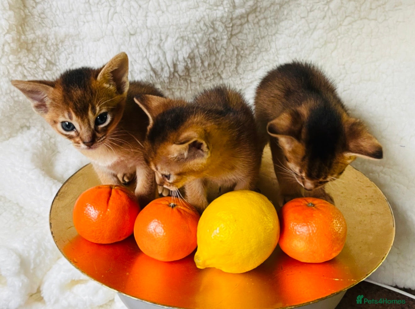 Abyssinian cats  🏆🥇🏵️Top Quality Champion Lines Abyssinian  - Advert 7