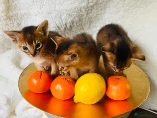 Abyssinian cats 🏆🥇🏵️Top Quality Champion Lines Abyssinian - Advert 1