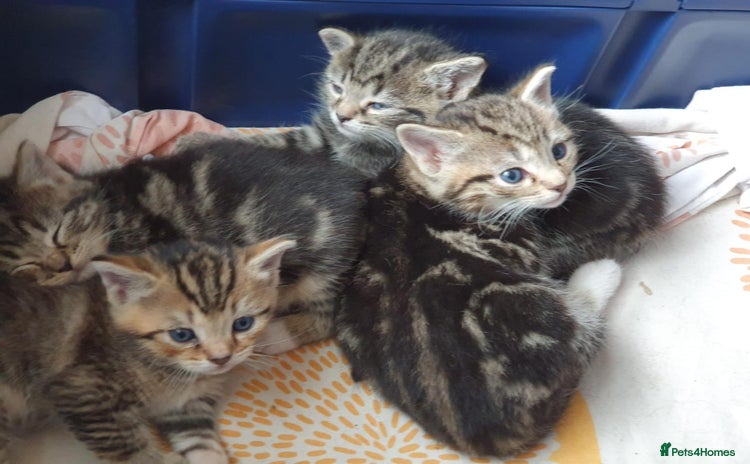 Mixed Breed cats - Advert 14