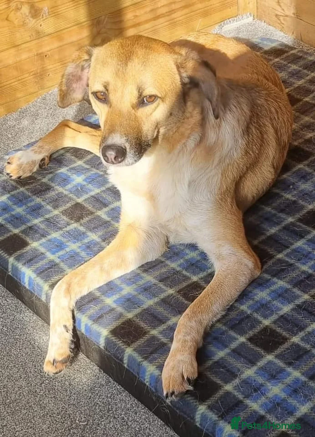 Mixed Breed dogs for adoption: Tessa and Tosca -looking for a home together in Ayr - Advert 15